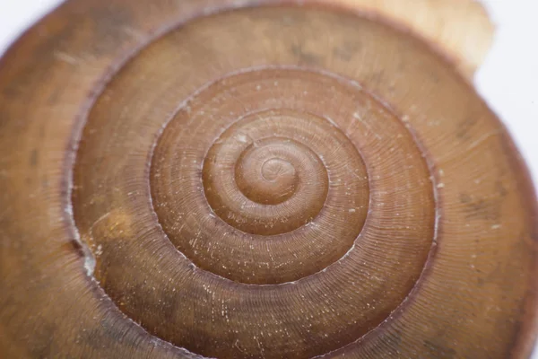 Close Vie Fundo Textura Shell Espiral — Fotografia de Stock