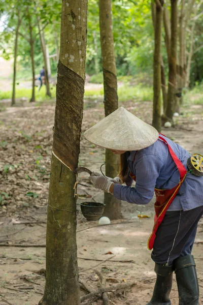 Mulheres Asiáticas Batendo Árvore Borracha — Fotografia de Stock