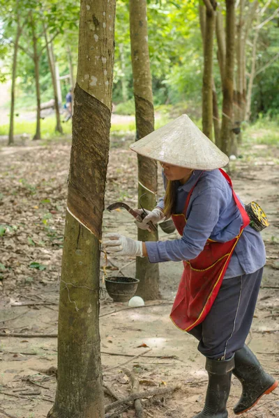 Mulheres Asiáticas Batendo Árvore Borracha — Fotografia de Stock
