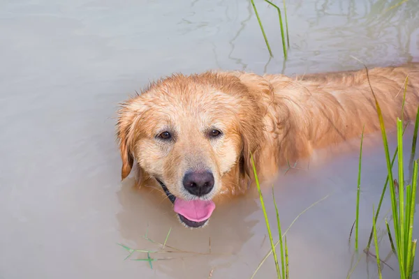 Golden Retriever Bermain Danau — Stok Foto