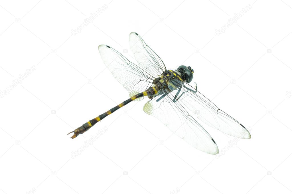 Black dragonfly isolated on a white background