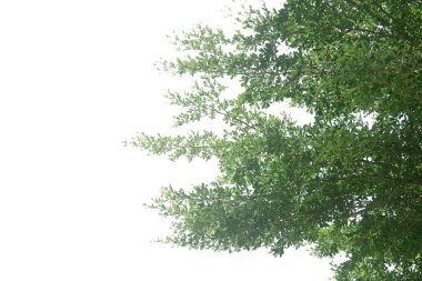 Yeşil yapraklar çerçeve beyaz arkaplanda izole