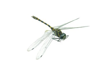 Siyah yusufçuk beyaz arka planda izole edilmiş.