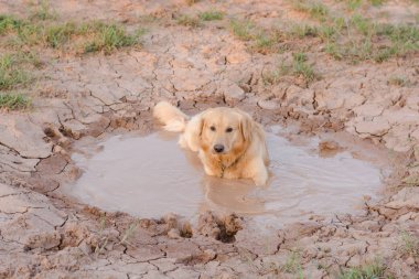 Çamurda oynayan eğlenceli golden retriever köpeği