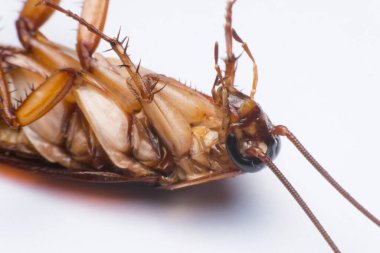 Beyaz arkaplanda hamamböceği kapat