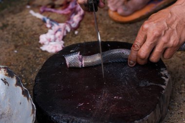 Dilimlenmiş, egzotik bir menü. Açık mutfak tabağında yılan var.
