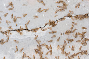many of brown winged termite (alates) on cement floor clipart