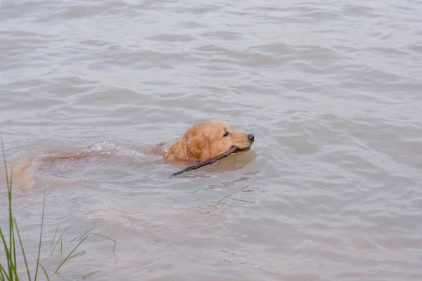 Golden Retriever Jogo Lago — Fotografia de Stock