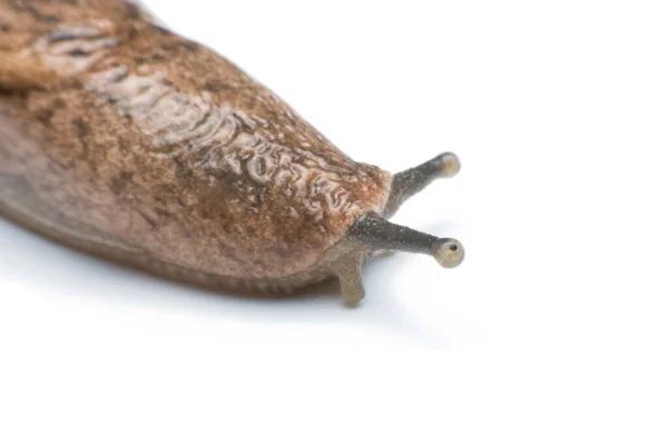 Gartenschnecke Isoliert Auf Weißem Hintergrund — Stockfoto