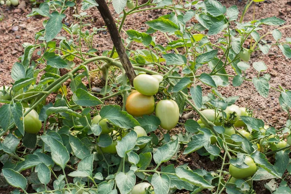 Tomates Verdes Árvore Tomate — Fotografia de Stock