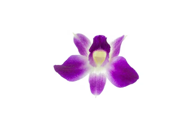 Fialová Orchidej Izolovaná Bílém — Stock fotografie