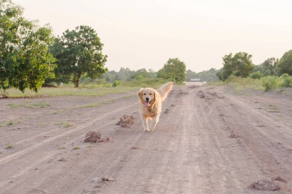 Golden Retriever Dog Running Outdoor — Stock Photo, Image