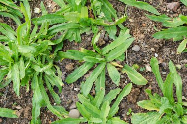 Culantro, uzun kişniş, testere dişi kişniş, maydanoz sebze Bahçe topraklarında