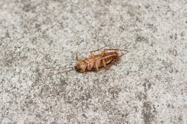 hamamböceği beton zemin