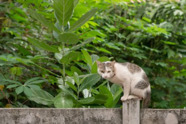 Kedi beton bir duvara oturdu.