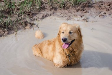 Çamurda oynayan eğlenceli golden retriever köpeği