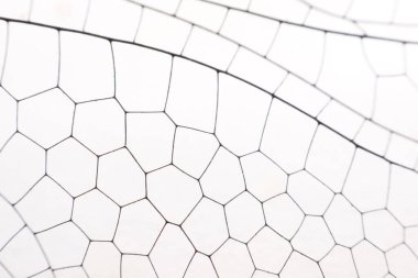 Kanatları kapatın, yusufçuk böceği makrosu beyaza.