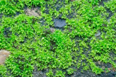 Eski bir taş duvardaki yeşil yosunları kapat..