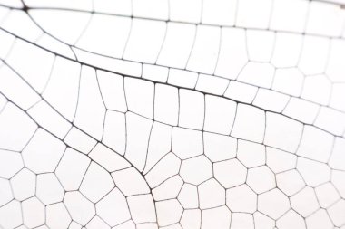 Kanatları kapatın, yusufçuk böceği makrosu beyaza.