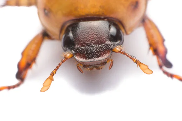 Close May Beetle Cockchafer Isolated White Background — Stock Photo, Image