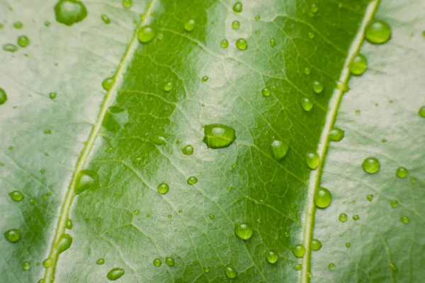 Water Druppels Groene Bladeren Achtergrond — Stockfoto
