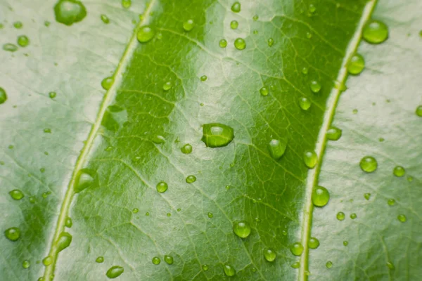 Gotas Agua Sobre Fondo Hojas Verdes — Foto de Stock