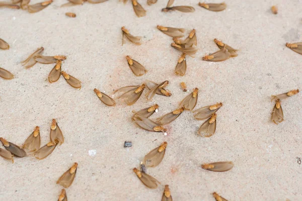 Viele Braune Geflügelte Termiten Alate Auf Zementboden — Stockfoto