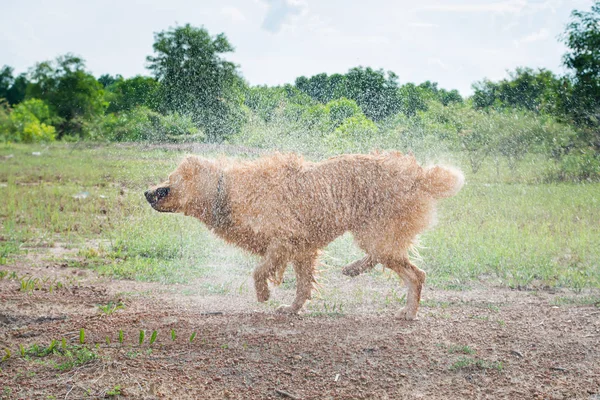 Golden Retriever Cane Scuote Acqua Dopo Una Nuotata — Foto Stock