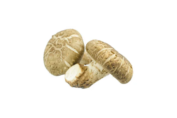 Fungo Shiitake Isolato Sullo Sfondo Bianco — Foto Stock