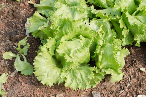 Fresh Lettuce Plant Garden — Stock Photo, Image