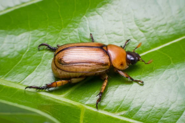 close up may beetle or cockchafer on leave green