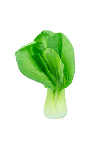 Bok Choy Chinese Cabbage Isolated White — Stock Photo, Image