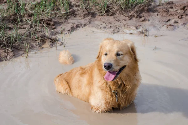 Anjing Retriever Emas Yang Menyenangkan Bermain Lumpur — Stok Foto