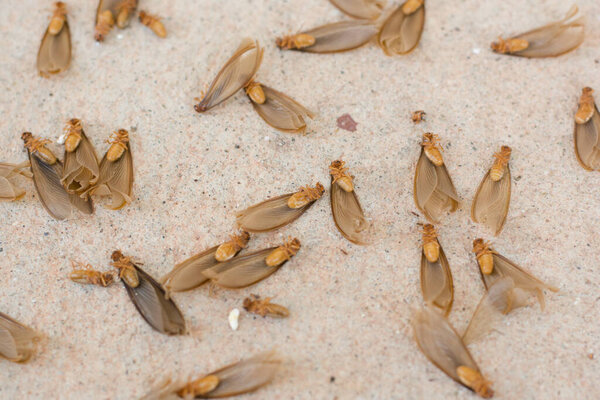 много коричневых крылатых термитов (алатов) на цементном полу
