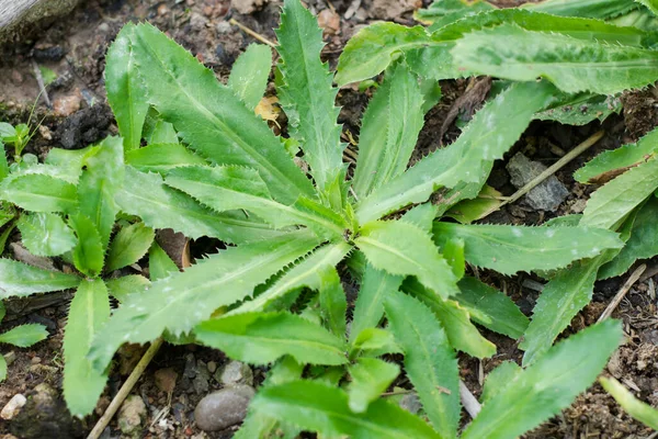 Culantro Coriandolo Lungo Coriandolo Dei Denti Sega Prezzemolo Sul Terreno — Foto Stock