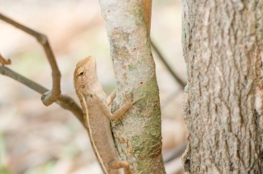 Ağaçtaki bukalemunu kapat..