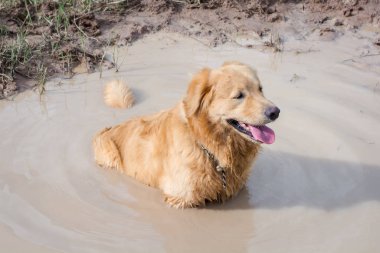 Çamurda oynayan eğlenceli golden retriever köpeği
