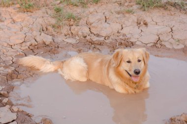 Çamurda oynayan eğlenceli golden retriever köpeği