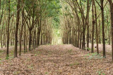 Plantation lastik. Lastik kauçuk ağaçları plantasyon tarımda satırlardaki ekili ağaçlar.