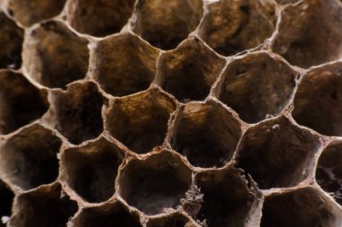 Yaban Arısı Yuvası bal peteklerinde bal rezervleri ile kibardır..