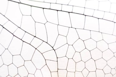 Kanatları kapatın, yusufçuk böceği makrosu beyaza.