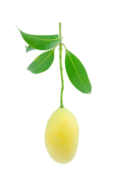 Zoete Mariale Pruim Thai Fruit Geïsoleerd Witte Achtergrond Mayongchid Maprang — Stockfoto