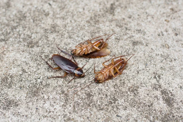 hamamböceği beton zemin