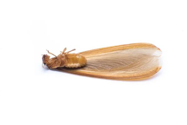 Termite Volante Alates Isolato Sfondo Bianco — Foto Stock