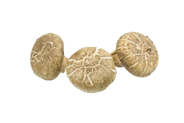 Shiitake Paddestoel Geïsoleerd Witte Achtergrond — Stockfoto