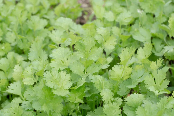 Benefícios Para Saúde Dos Coentros Coriandro Carregado Com Antioxidantes — Fotografia de Stock