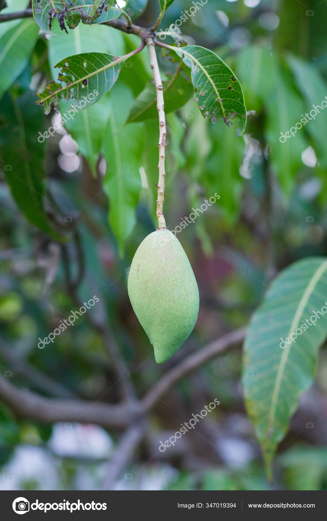 Mango Tree Full Fruits Stock Photo C Tevalux11 347019394