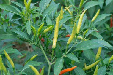 sebze bahçesinde yetişen yeşil biberler. Hasat için hazır.