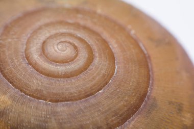 Spiral kabuk dokusu arkaplanının görüntüsünü kapat