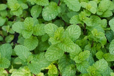 Yeşil nane yaprakları arkaplan